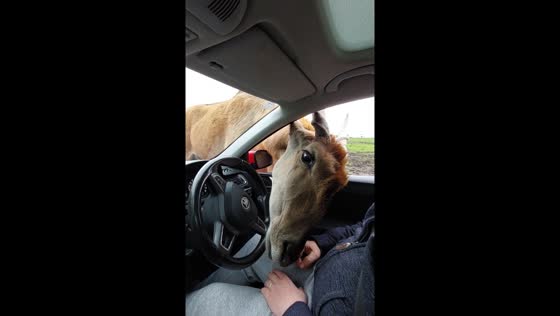 Common eland feeds from car at West Midlands Safari Park