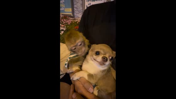 Monkey hugs cautious chihuahua with tongue out in Moscow, Russia