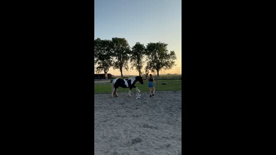 Young horse hilariously lowers his own jump during free-jumping attempt in Oosteind, the Netherlands