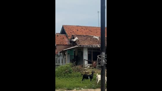 Goats spotted playing on roof in Karawang, Indonesia