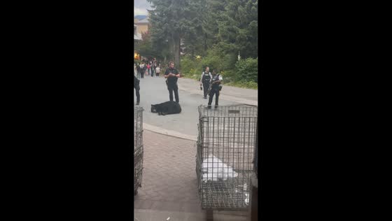 Bear wanders through public area before relocation in Whistler, Canada