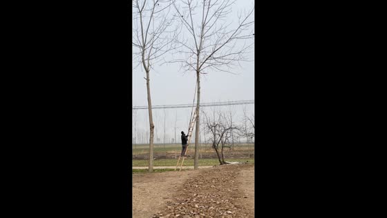 Worker narrowly escapes falling branch during ladder mishap in Jiangsu, China