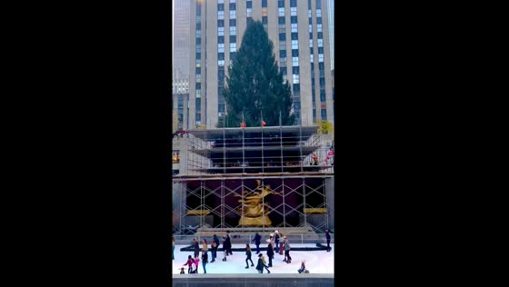 Rockefeller Center gears up for Christmas 2023: tree preparation in full swing
