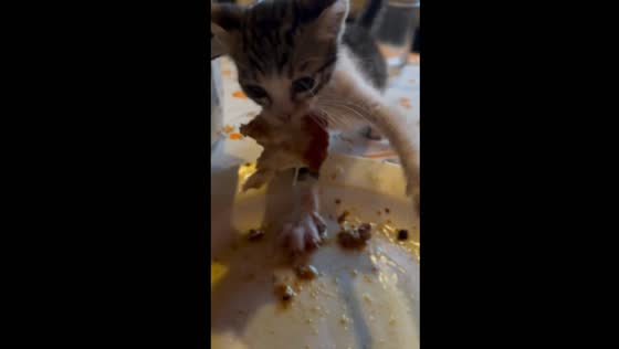 Kitten steals chicken from table and runs away in İstanbul, Türkiye
