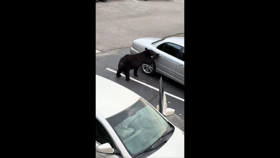 Black bear inspects parked cars in neighborhood in Gatlinburg, Tennessee, USA