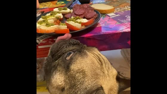 French bulldog secretly licks food from plate above in Yekaterinburg, Russia