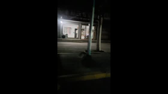 Corgi runs into pole while chasing owner in Shandong, China