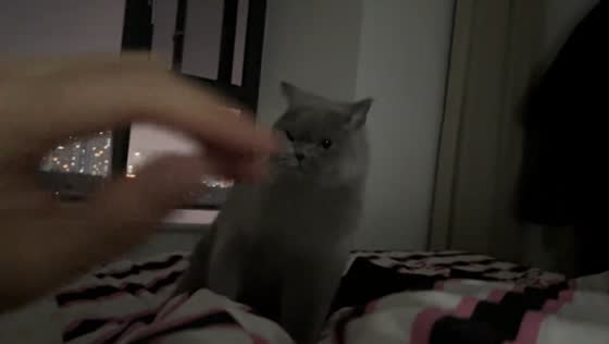 Cat playfully taps back at owner in Sichuan, China