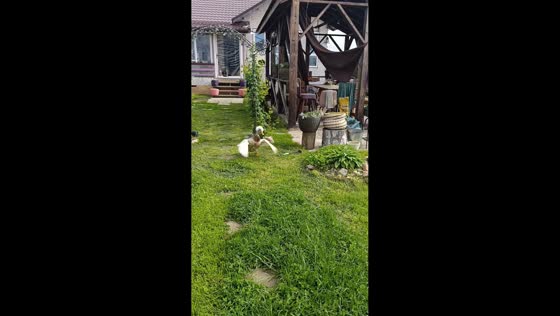 Duck chases puppies in yard in Gzhel, Russia