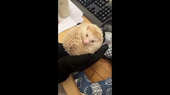 Office hedgehog melts hearts during temporary visit in Guangdong, China