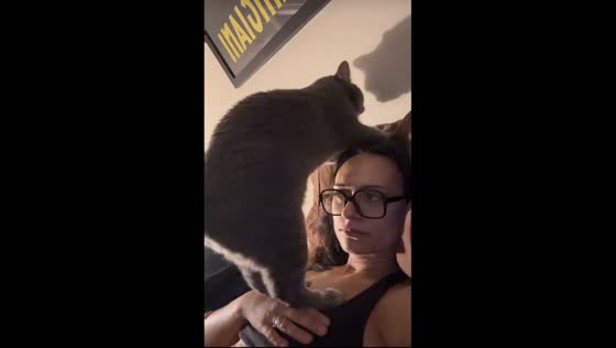 Cat scratches above owner’s head on sofa in Chicago, Illinois, USA