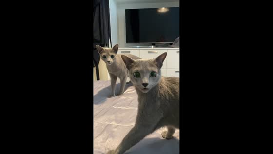 Russian Blue cats startled by sibling jump in Tampere, Finland