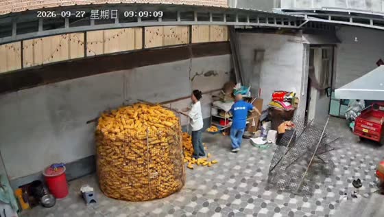 Wire mesh fence collapses, sending corn spilling across the ground in Shanxi, China