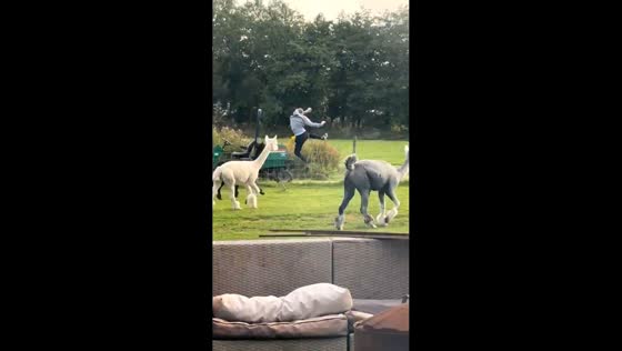 Man chased by llamas and gets caught on fence in West Lothian, Scotland