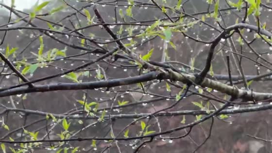 Foggy forest morning with visible guttation in Ferndale, Arkansas, USA