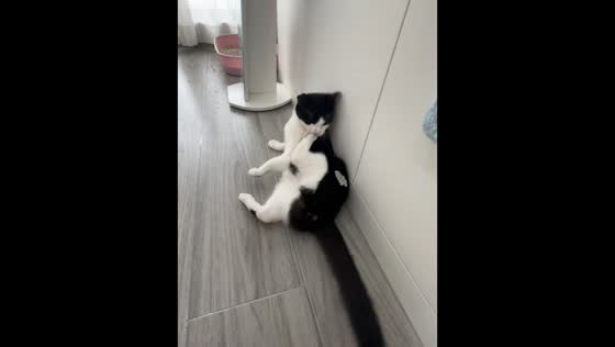 Cat hilariously struggles with sticker on leg in Hubei, China