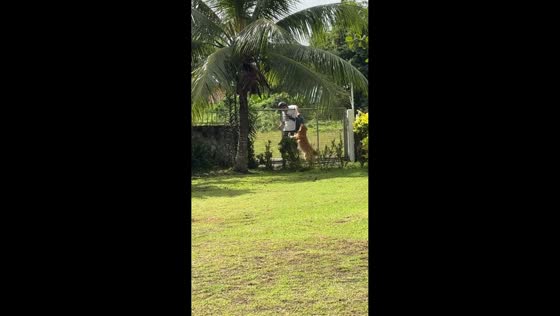 Smart dog assists delivery man in Barili, Cebu, Philippines