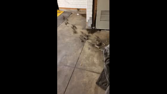 Disturbing subway scene: person sleeps unaware amidst rat infestation in NYC