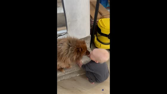 Toddler and family dog share a sweet and unexpected bonding moment in Moscow, Russia