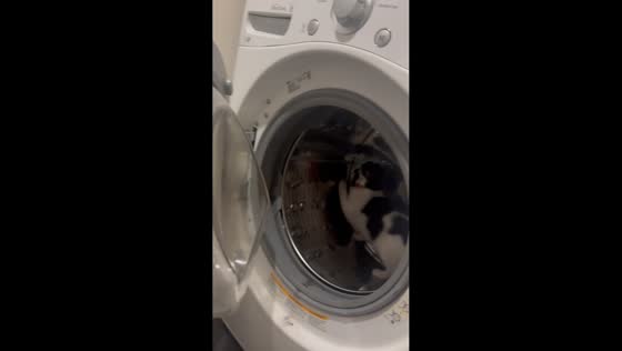 Cat uses washing machine drum like a running wheel in Vancouver, Canada