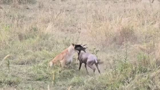 Lioness brings down wildebeest during dramatic hunt in Kenya