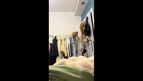 Cat struggles to climb clothes rack before giving up in Shanghai, China