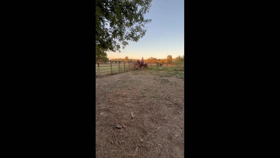 Girl falls from a horse while riding in an outdoor pen in Memphis, USA