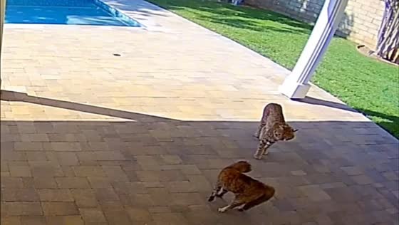 Indoor cat bravely confronts bobcat in Valencia, California