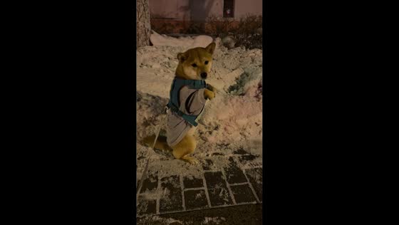 Shiba Inu stands upright in snowy night walk in  Xinjiang, China