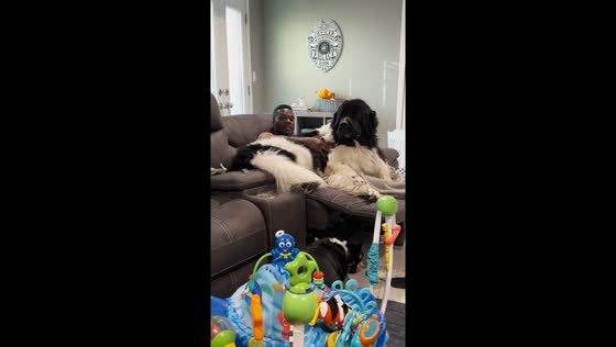Owner pets large dog in Greenfield, Wisconsin