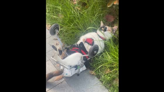 Cat with paralysed back legs falls after walker wheels overturn