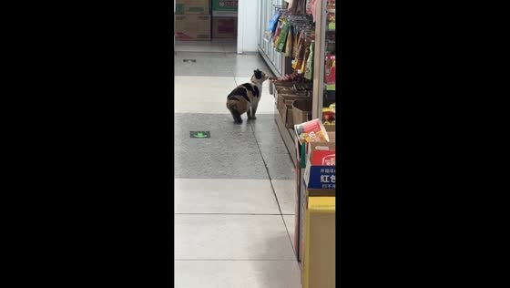 Cat steals sausage from mini grocery store in Shaanxi, China
