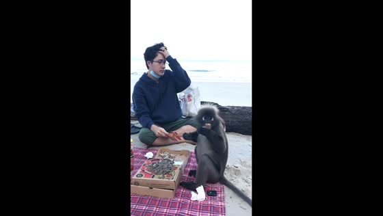  Unforgettable picnic in Malaysia: sharing a meal and moments with a friendly monkey