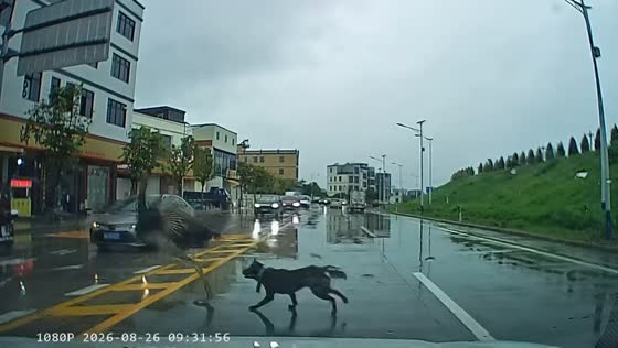 Dog chases runaway ostrich through traffic in Chaozhou, China