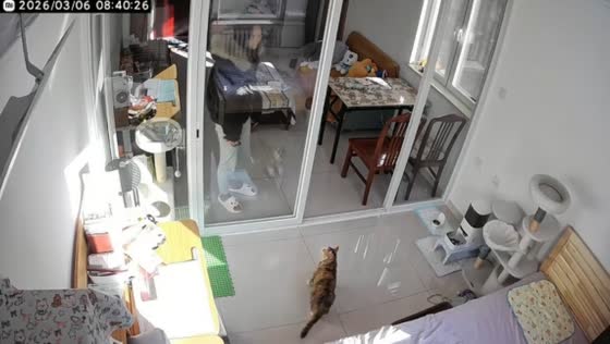 Woman bumps into glass door, startling cat in Beijing, China