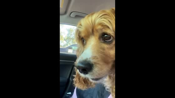 Dog gets scared of squirrels during park visit in California, USA