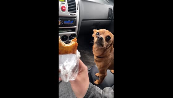 Mercedes the food enthusiast: a hungry bark in Kirov, Russia