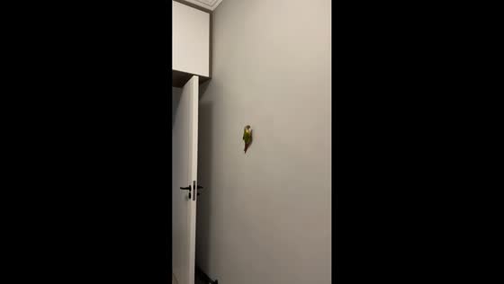 Parrot skillfully walks on wall using claws in Sichuan, China
