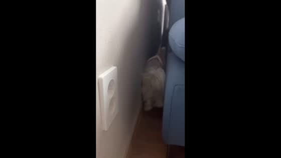 Clever Maltese retrieves socks from behind sofa in Seoul, South Korea