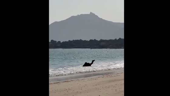 Camel plays in the ocean near the shore in Salalah, Oman