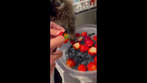 Playful paws: Siberian forest kitten joins strawberry wash in Vancouver