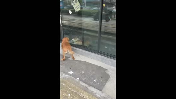 Two dogs bark at each other through a glass panel during their walk in Jiangsu, China
