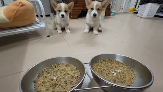 Corgi puppies keep switching food bowls while eating in Guangdong, China