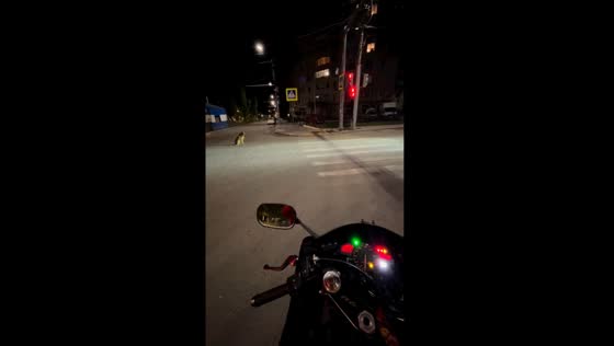 Midnight motorbike melody: barking serenade by excited street dogs