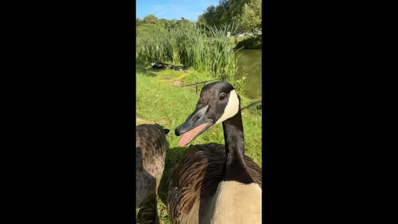 Hungry geese demand more corn during fishing trip in Lincolnshire, England, UK