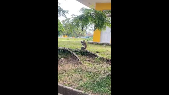 Monkey examines itself in stolen motorcycle mirror in Lhokseumawe, Sumatra, Indonesia