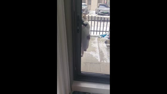 Clever kitten opens door on its own in Xinjiang, China
