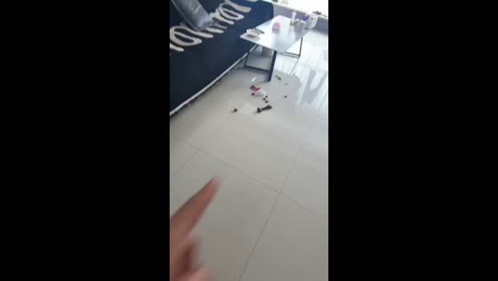 Guilty dog hilariously walks away after owner points out mess in Liaoning, China