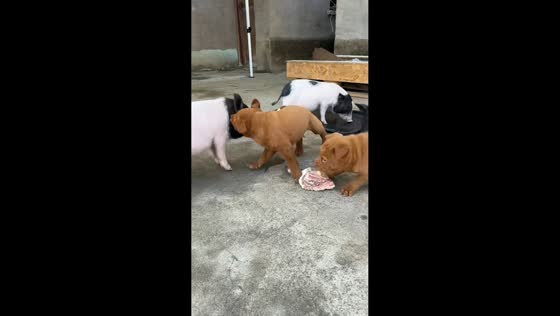 Puppies and piglet compete for piece of meat in Anhui, China