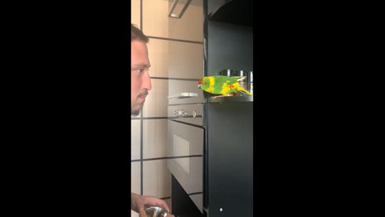 Baffling babble: parrot's perplexing encounter